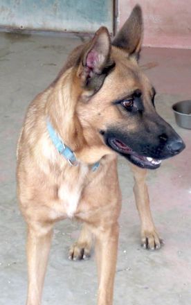 Gunther, männlicher Schäferhund-Mix