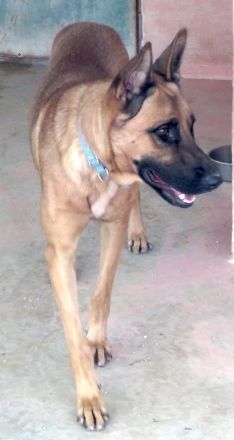 Gunther, männlicher Schäferhund-Mix