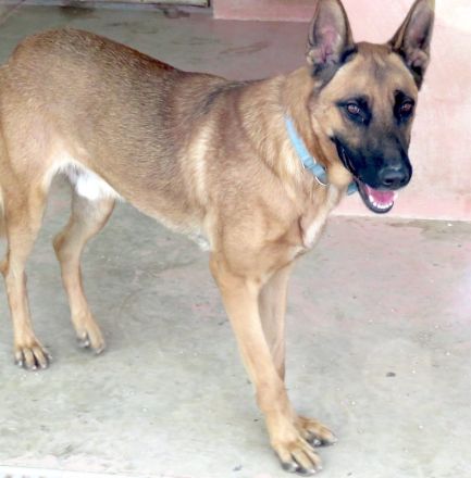 Gunther, männlicher Schäferhund-Mix