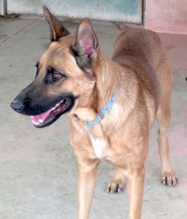 Gunther, männlicher Schäferhund-Mix