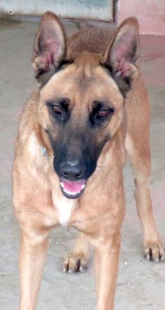 Gunther, männlicher Schäferhund-Mix