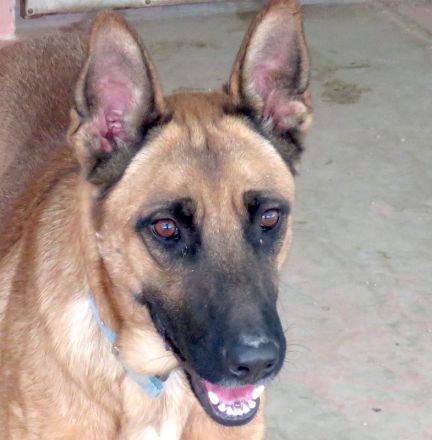 Gunther, männlicher Schäferhund-Mix