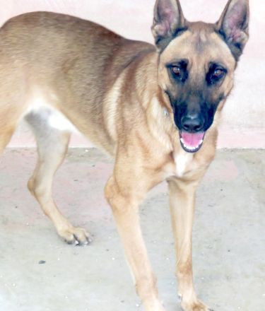 Gunther, männlicher Schäferhund-Mix