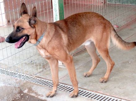 Gunther, männlicher Schäferhund-Mix