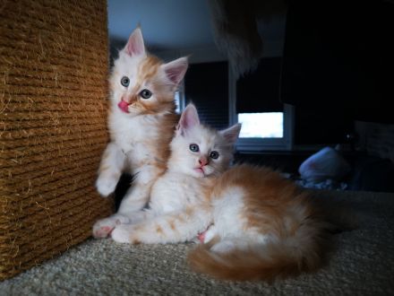Maine Coon Kitten