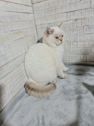 Reinrassige Britisch Kurzhaar/BKH katzen und Kater