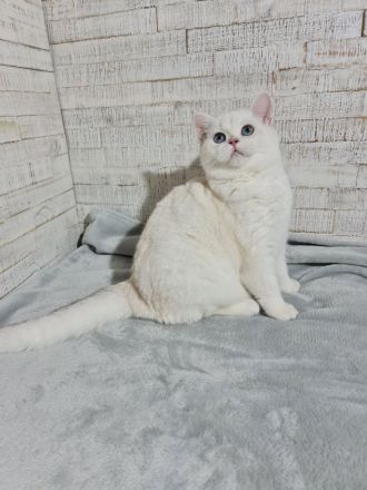 Reinrassige Britisch Kurzhaar/BKH katzen und Kater