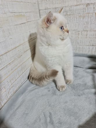 Reinrassige Britisch Kurzhaar/BKH katzen und Kater