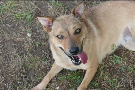 Die liebe Cherry sucht ein Zuhause