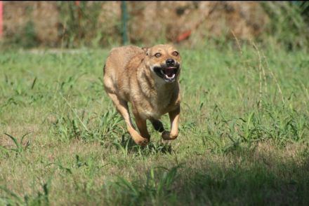 Die liebe Cherry sucht ein Zuhause