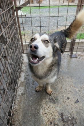 Aisha sucht ihr eigenes Körbchen