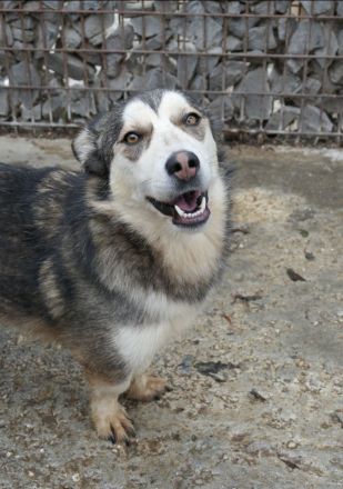 Aisha sucht ihr eigenes Körbchen