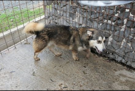 Aisha sucht ihr eigenes Körbchen