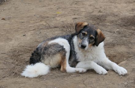 Der hübsche Azul sucht seine Menschen