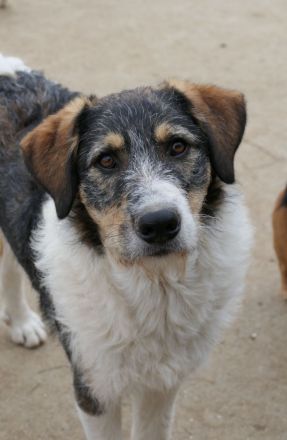 Der hübsche Azul sucht seine Menschen