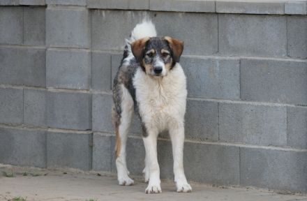 Der hübsche Azul sucht seine Menschen