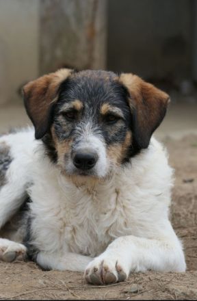 Der hübsche Azul sucht seine Menschen