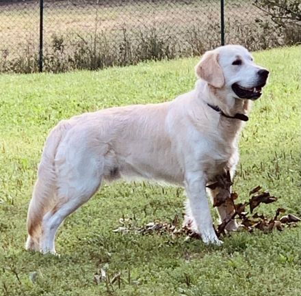 Golden Retriever
