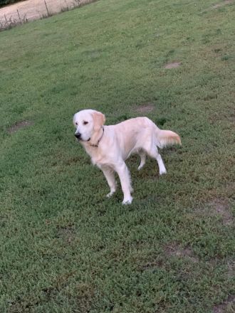 Golden Retriever