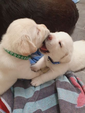 Labrador Retriever Welpen❤️🐕