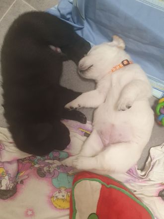 Labrador Retriever Welpen❤️🐕