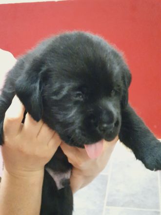 Labrador Retriever Welpen❤️🐕