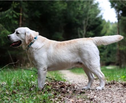 Labrador Retriever Welpen❤️🐕