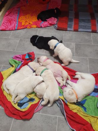 Labrador Retriever Welpen❤️🐕