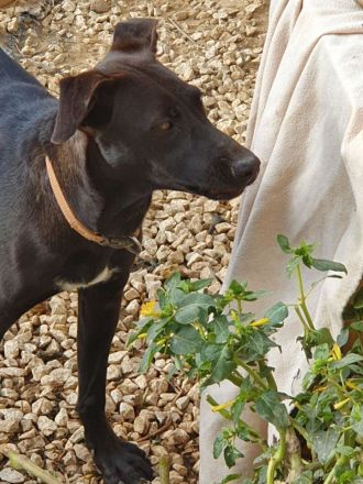 Wer sucht eine Labrador Mix Hündin