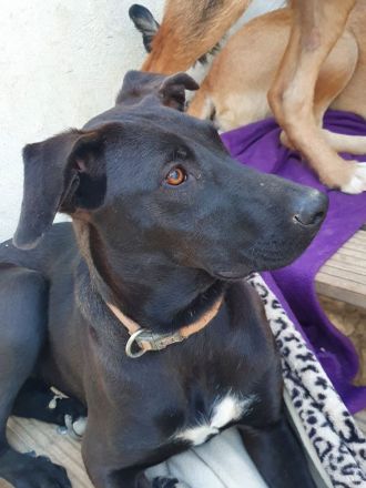 Wer sucht eine Labrador Mix Hündin