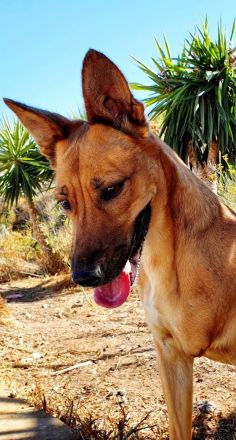 Dulcinea sucht ihr Glück