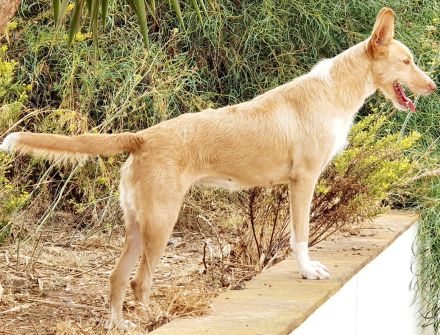 Dulcinea sucht ihr Glück