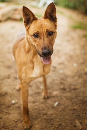 Dulcinea sucht ihr Glück