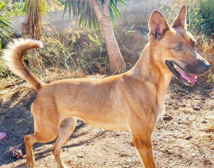 Dulcinea sucht ihr Glück