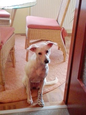 Suche eine geeignete Familie für meine liebe Hündin