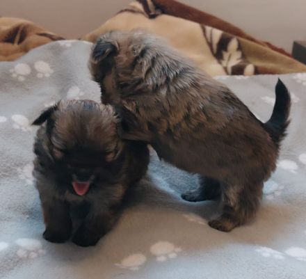 Süße Yorkshire-Pomeranian Welpen