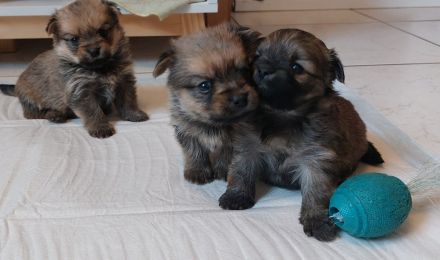 Süße Yorkshire-Pomeranian Welpen