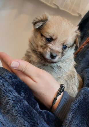 Süße Yorkshire-Pomeranian Welpen