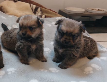 Süße Yorkshire-Pomeranian Welpen