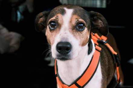 Individuelles Hundetraining + Verhaltensberatung, amtstierärztlich zertifiziert