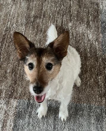 Individuelles Hundetraining + Verhaltensberatung, amtstierärztlich zertifiziert