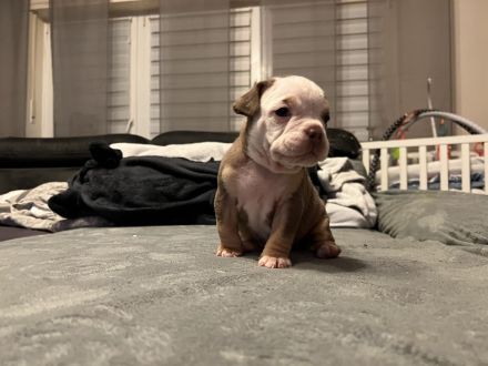 Oeb Welpen mit Stammbaum