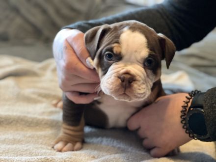 Oeb Welpen mit Stammbaum