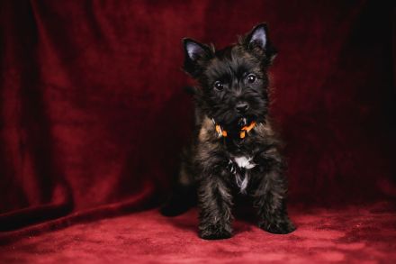 Nenuoramų namų\ Heimat der Rastlosen