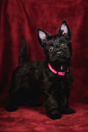 Nenuoramų namų\ Heimat der Rastlosen