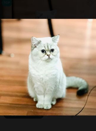 Deckkater BKH Seal-Silver-Point