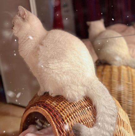 Deckkater BKH Seal-Silver-Point