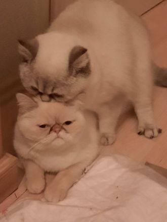 Deckkater BKH Seal-Silver-Point