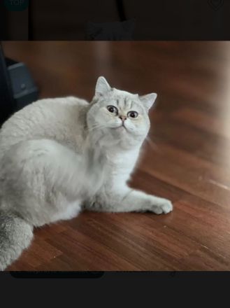 Deckkater BKH Seal-Silver-Point