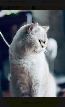 Deckkater BKH Seal-Silver-Point